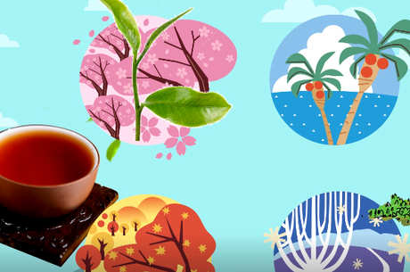 如何喝苦荞茶？