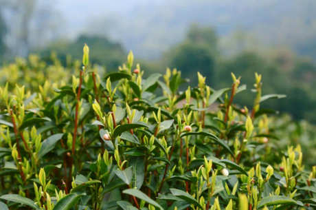 群种茶树是什么意思？