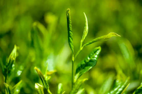 黄茶有哪些品种和图片？盘点四种黄茶品种
