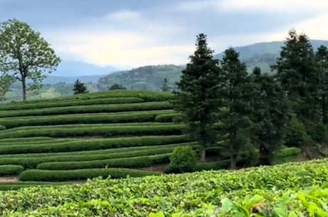 茶叶产地在哪里？