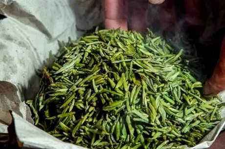 甘露茶属于什么茶？