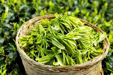绿茶怎么做