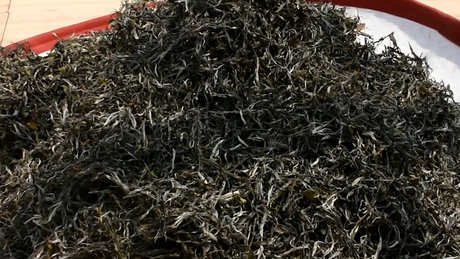 什么是绿毛茶？
