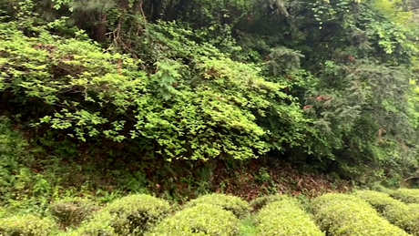 大红袍的产地在哪里？