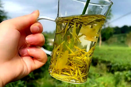 茶的基本知识
