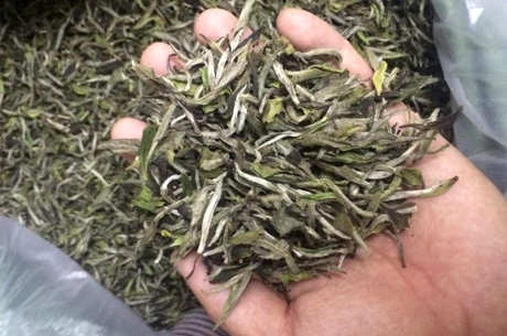 什么茶属于福鼎白茶？