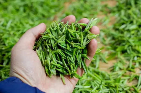 婺源毛尖是红茶还是绿茶