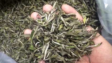 如何泡福鼎白茶？