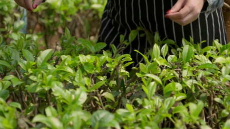 普洱生茶属于什么茶？