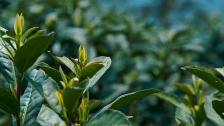 什么茶属于毛峰茶？