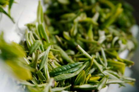 什么茶属于毛峰茶？
