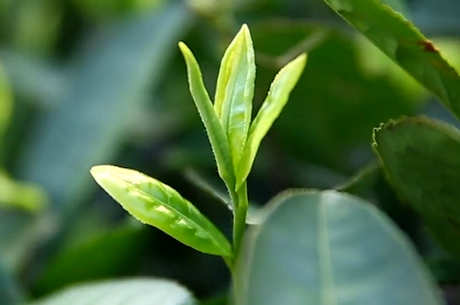 绿茶是什么