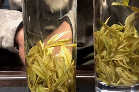 明前茶和雨前茶的区别