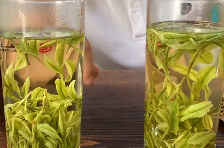 明前茶和雨前茶的区别