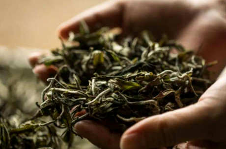 茶叶保质期