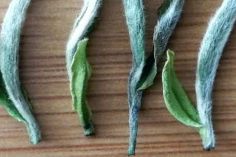 白茶分为四种类型
