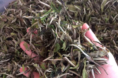 白茶分为四种类型