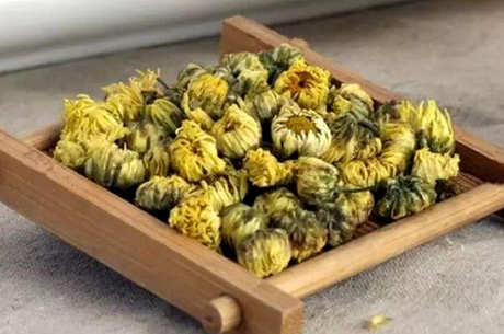 为什么不能喝胎菊泡水的九大禁忌？