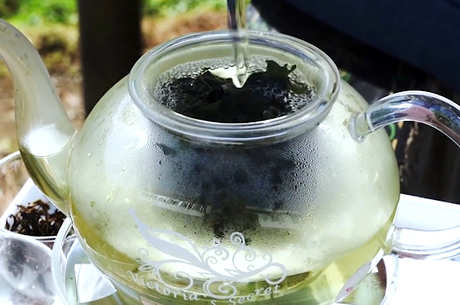 苦丁茶怎么泡最好？