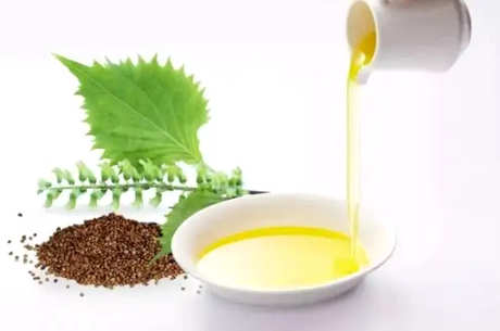 苦丁茶怎么泡最好？