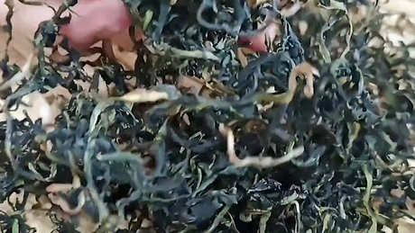 蒲公英茶冲泡法