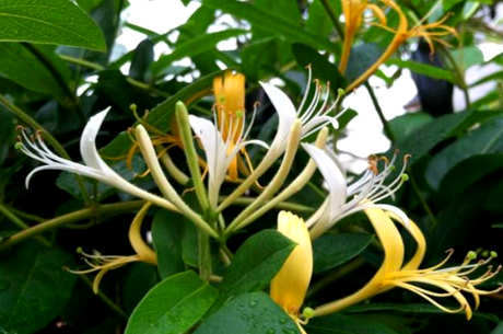 金银花和野菊花能一起泡吗？它能散热和消火吗？