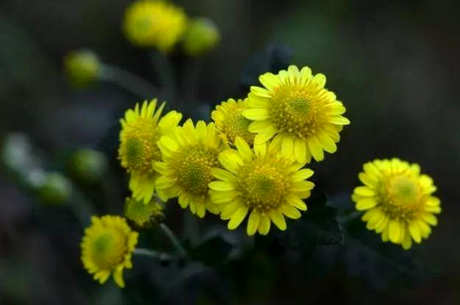 金银花和野菊花能一起泡吗？它能散热和消火吗？