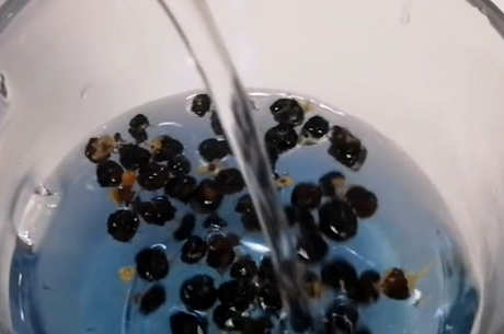 浸泡黑枸杞的正确方法