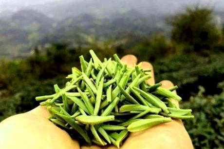 蒙顶山茶好还是峨眉山好，蒙顶山茶和峨眉山茶的区别
