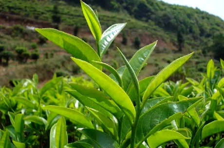 峨眉山有哪些名茶，盘点峨眉山四种茶叶品种？