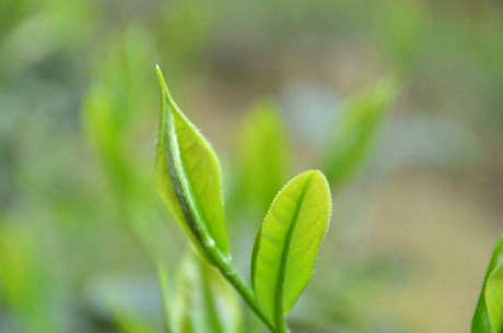 300元一斤茶的档次是什么，300斤茶能送人吗？