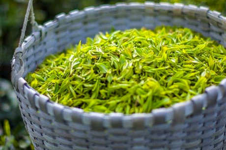 300元一斤茶的档次是什么，300斤茶能送人吗？