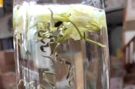 冲泡茉莉花茶的适宜水温是