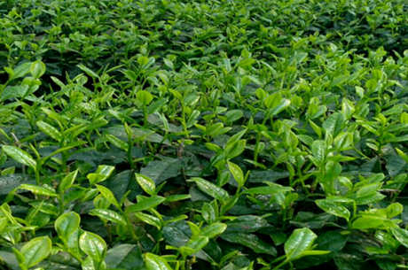 什么品种的绿茶苗好，绿茶苗品种简介