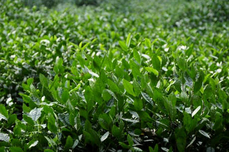 什么品种的绿茶苗好，绿茶苗品种简介