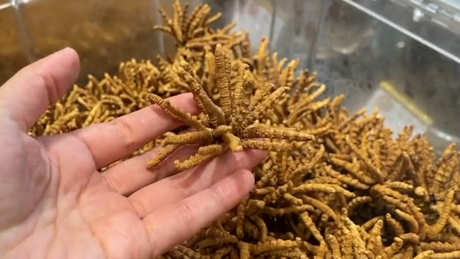冬虫夏草能泡水喝吗？