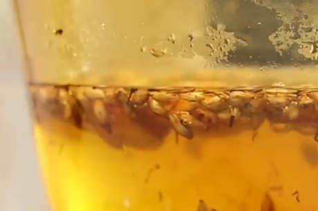 生麦芽泡水禁忌