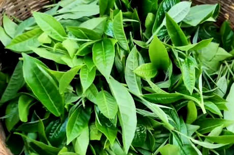 详细介绍普洱茶