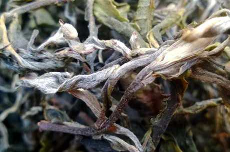 普洱茶生茶好还是熟茶好