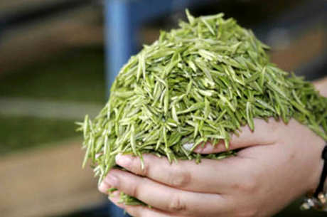 谁不适合喝毛尖茶，毛尖茶有什么副作用？