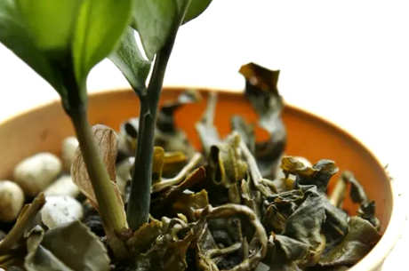 泡过的茶有什么用？