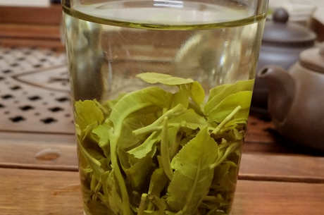 如何泡毛尖绿茶？